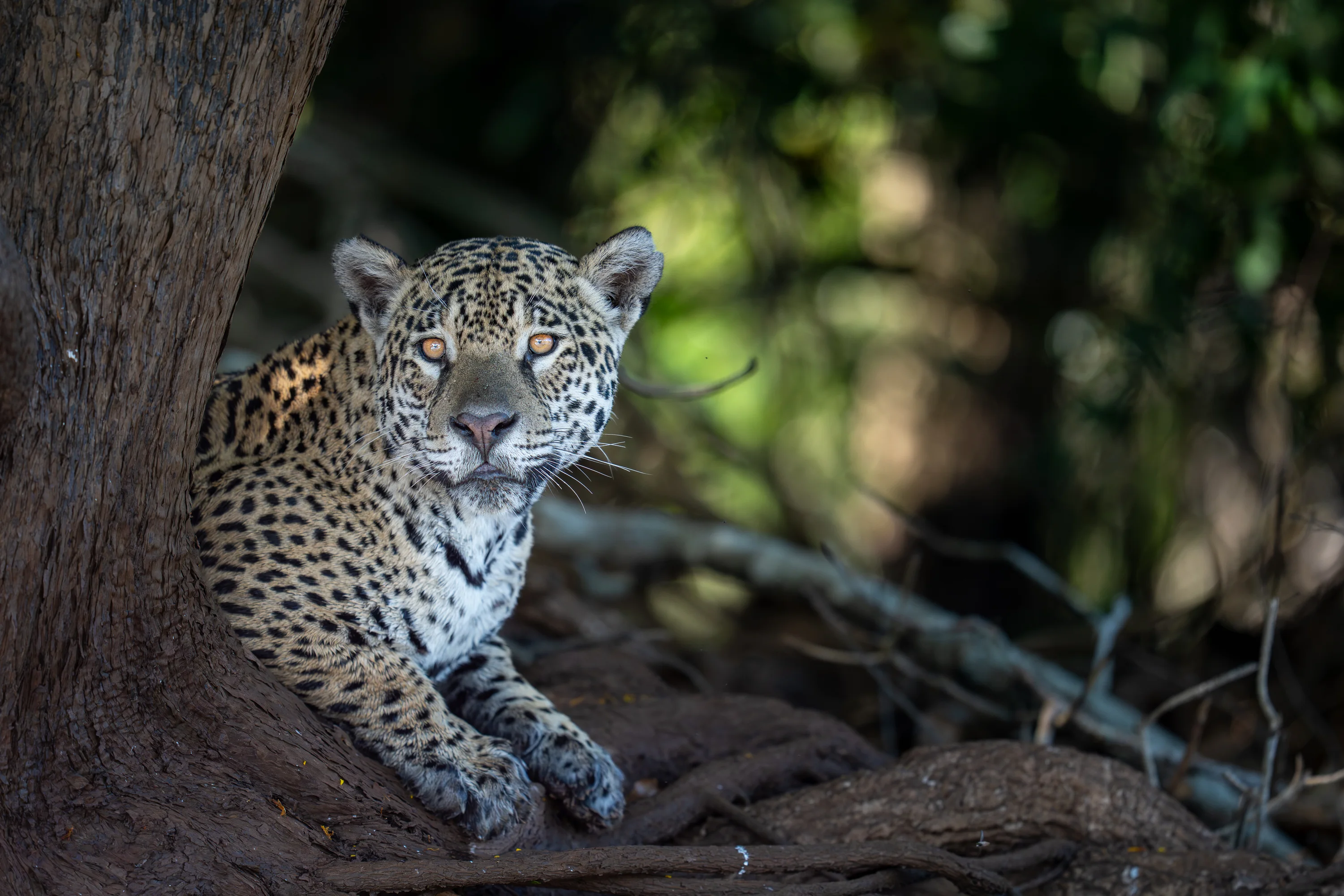 Pantanal Jaguar Expedition gallery image 12